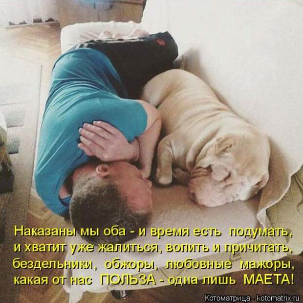 Лучшие котоматрицы недели (50 фото)