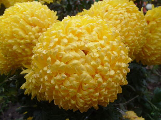 Цветет хризантема сорт Creamiest Yellow
