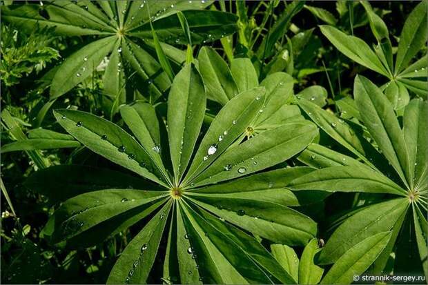 Цветущие поля лета