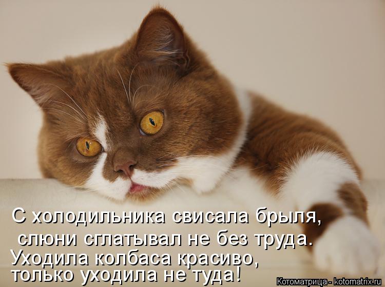 Котоматрица: С холодильника свисала брыля, Уходила колбаса красиво, только уходила не туда! слюни сглатывал не без труда.