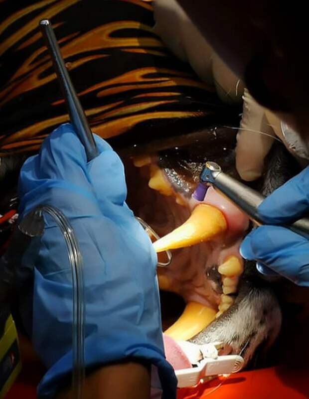 Впервые в Европе тигрице провели протезирование зубов