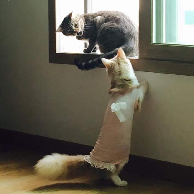 20 вещей, которые понял каждый, у кого два кота 20 вещей, которые понял каждый, у кого два кота