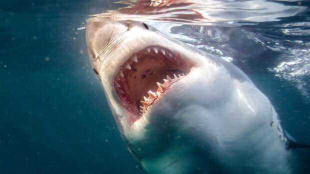 Туристка погибла после нападения акулы на пляже на Виргинских островах США