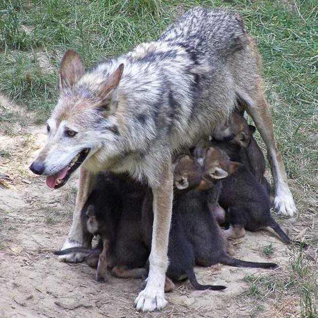 Волчица с волчатами - кормление