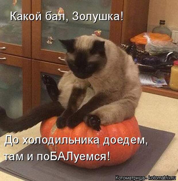Лучшие котоматрицы недели Лучшие котоматрицы недели