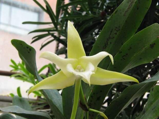 Орхидея «Слоновый Ангрекум» имеет ремневидные листья с длинной до 1 м
