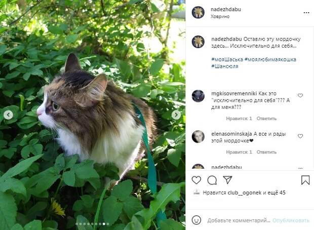 Фото дня: жительница Ховрина выгуливает свою кошку на шлейке