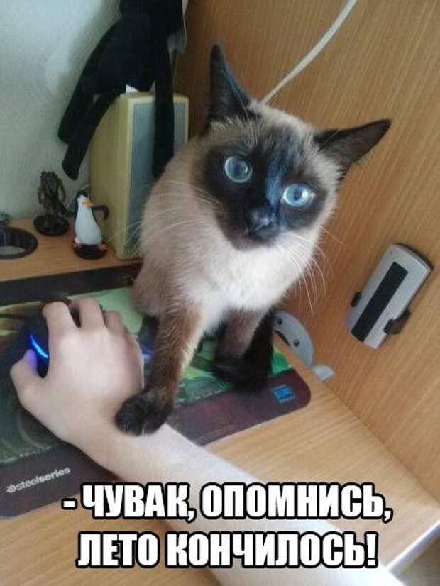 Смешные картинки с надписями