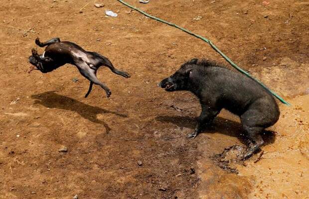 Жесткие бои кабанов vs собак в Индонезии
