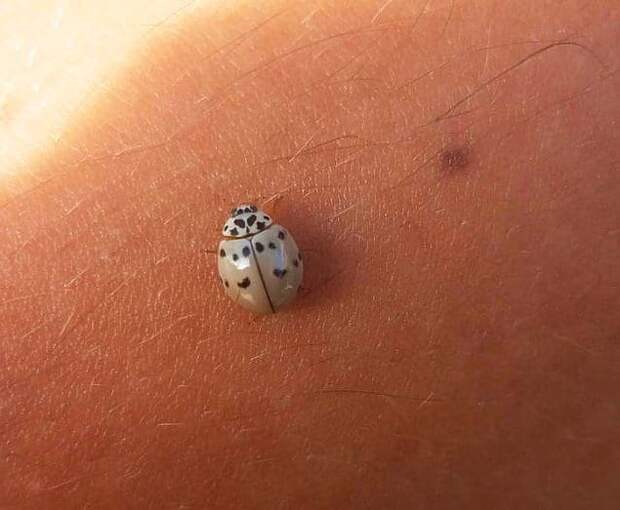 Божья коровка
