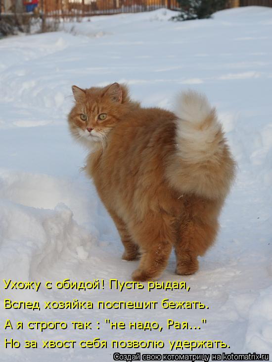 Котоматрица: Ухожу с обидой! Пусть рыдая, Вслед хозяйка поспешит бежать. А я строго так : "не надо, Рая..." Но за хвост себя позволю удержать.