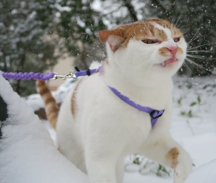 https://mtdata.ru/u3/photo0E2C/20035564292-0/original.jpg#20035564292