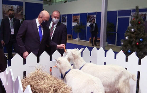 Мишустин на форуме в Москве угостил козу морковкой