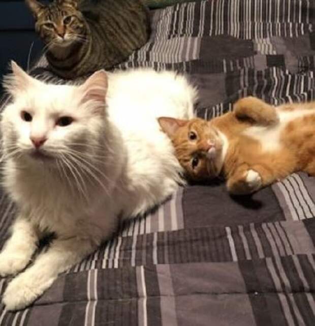 Коты лежат Коты на диване