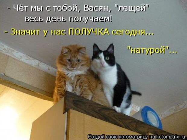 Лучшие котоматрицы недели (50 фото)
