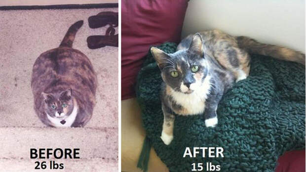 before-after-weight-loss-99-58515a6ba0cc1__700