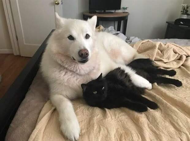 Грациозные чёрные кошки и котики