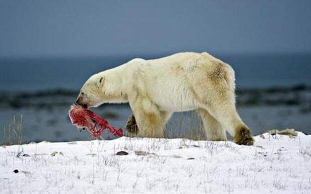 Чем питаются белые медведи? Ест ли белый медведь пингвинов?