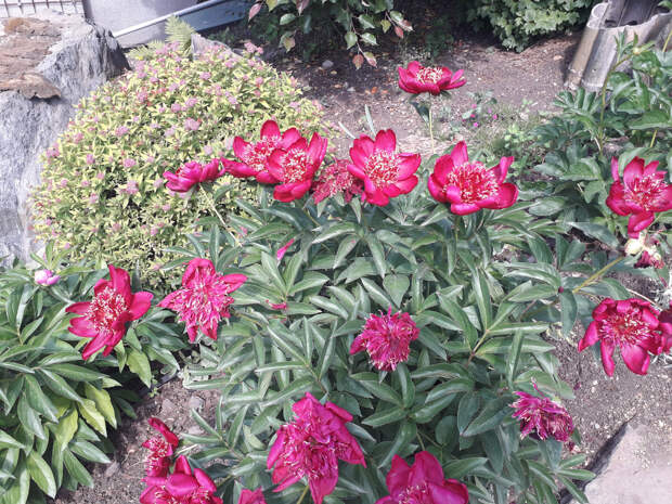 Думала, нашему бухгалтеру в саду лет 25 - оказалось, ближе к 60