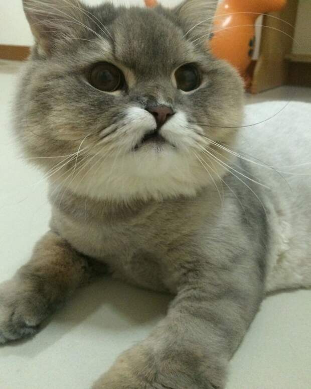 Огромный пушистый кот из Таиланда, покоривший своим нереальным видом животные, кот