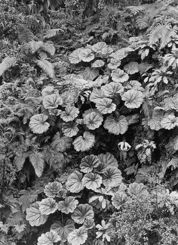 Мужчина теряется на фоне огромных растений на Мауи, Гавайи, 1924 national geographic, неопубликованное, фото