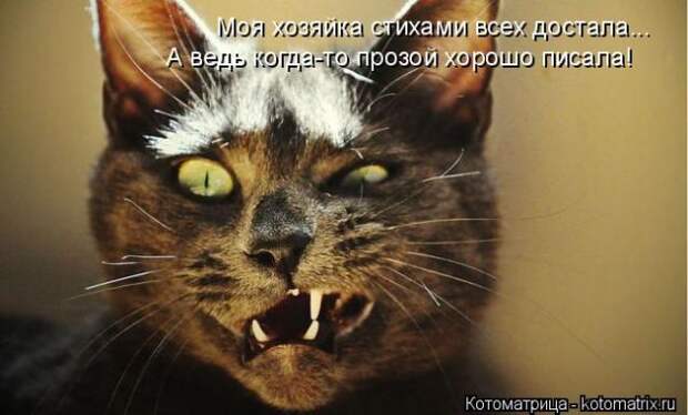 Лучшие котоматрицы недели (50 фото)