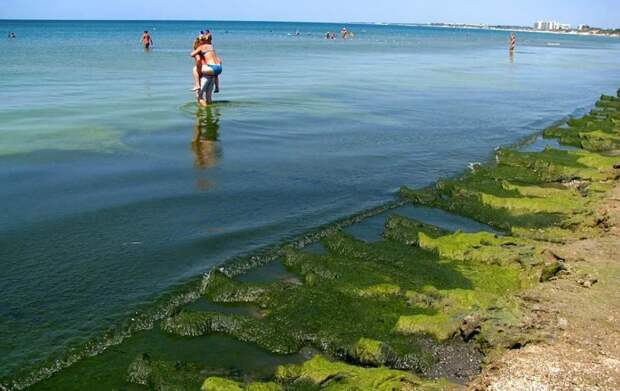 Водоросли в море – проблема Анапы 