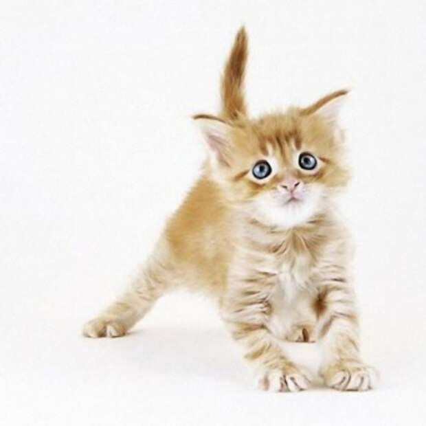 котёнок не ест и не ходит в туалет