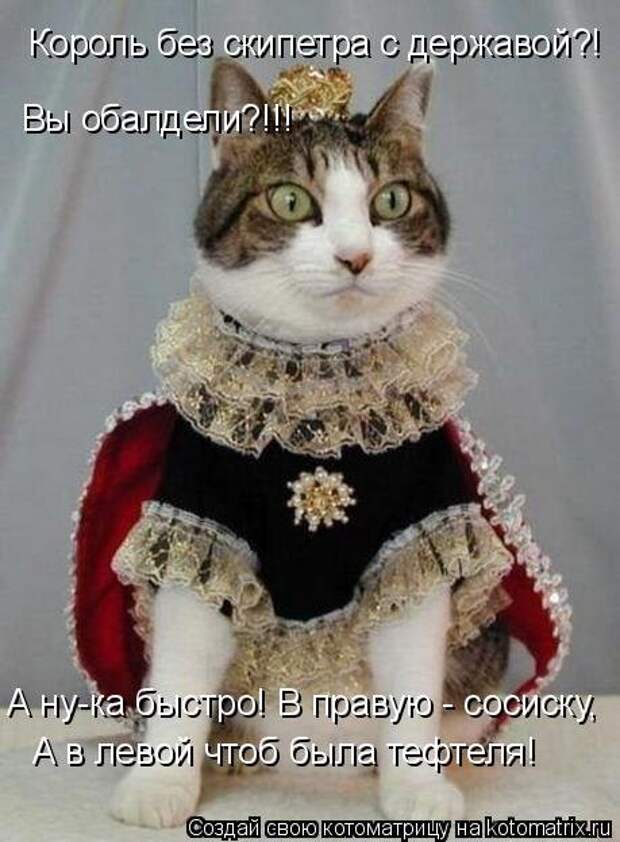 Новая котоматрица (44 шт)