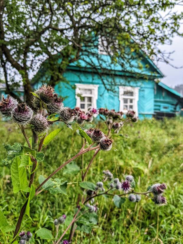 Купила развалюху в глухомани и занялась своим делом: удивительно, но 40 банок в день дают 300 тысяч ежемесячно