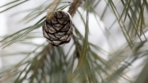Российские учёные разработали программу для изучения хвойных деревьев