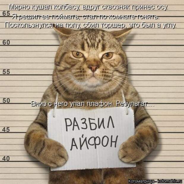 Новая котоматрица для всех (34 фото)