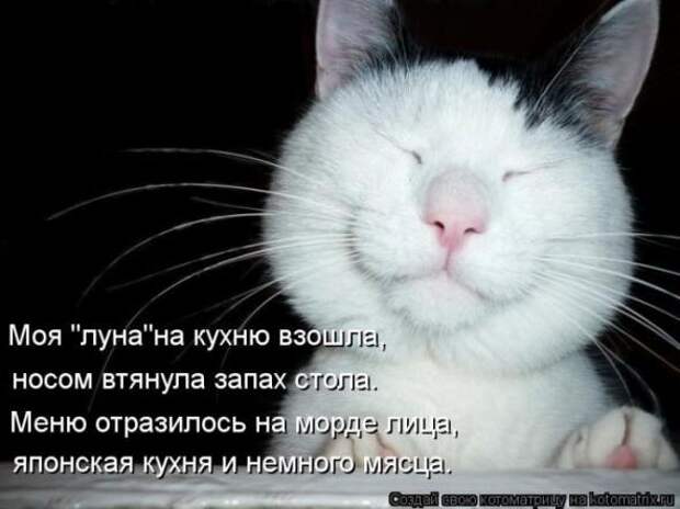 Котоматрицы(картинки с надписями)