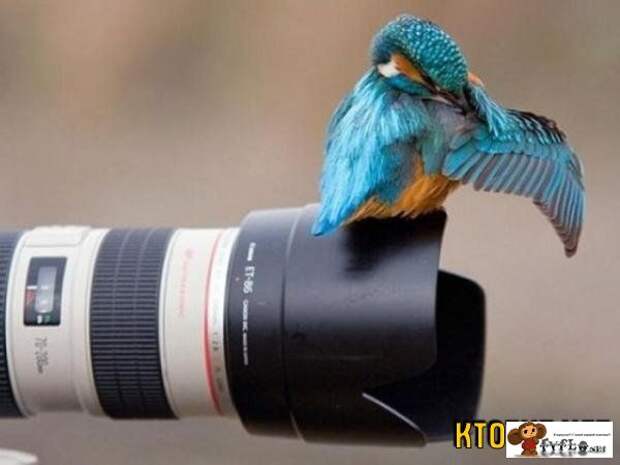 Amazing Bird Photos