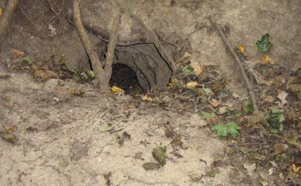 Норы барсуков - это сложные подземные сооружения