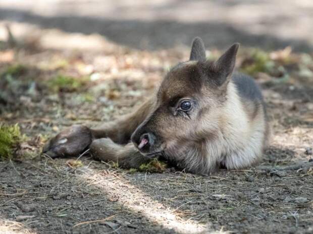 Новосибирский зоопарк показал новорожденного северного оленя