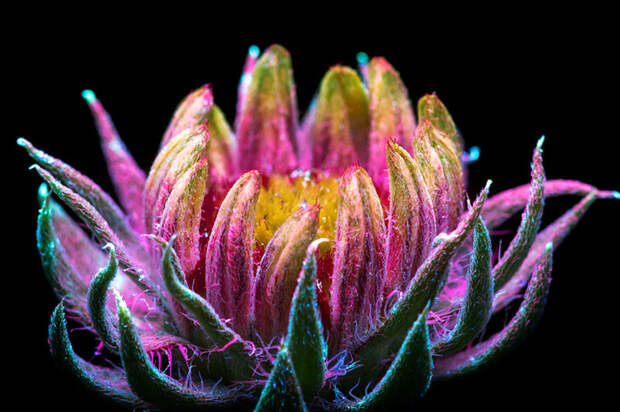 Ослепительные фотографии цветов, освещённых ультрафиолетом ультрафиолет, цветы