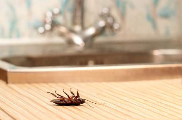 Личный опыт: как избавиться от тараканов?