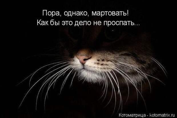 Лучшие котоматрицы недели (50 фото)