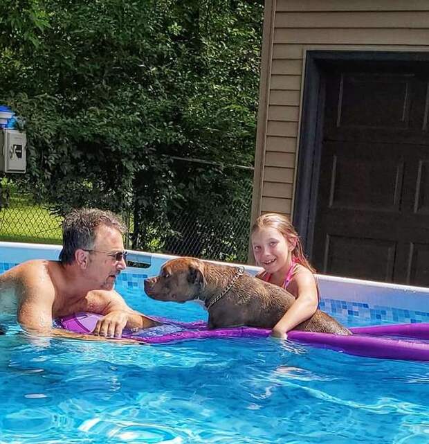 собака в бассейне