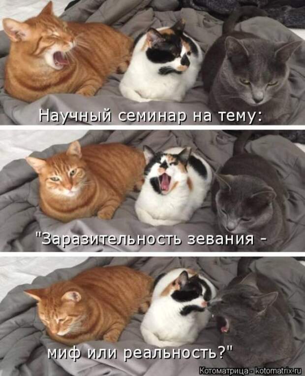 Лучшие котоматрицы недели (50 фото)