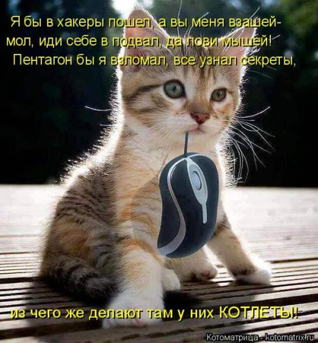 Свежая котоматрица на Бугаге (36 фото)