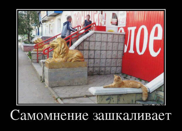 Почему я не очень люблю котов? коты, юмор