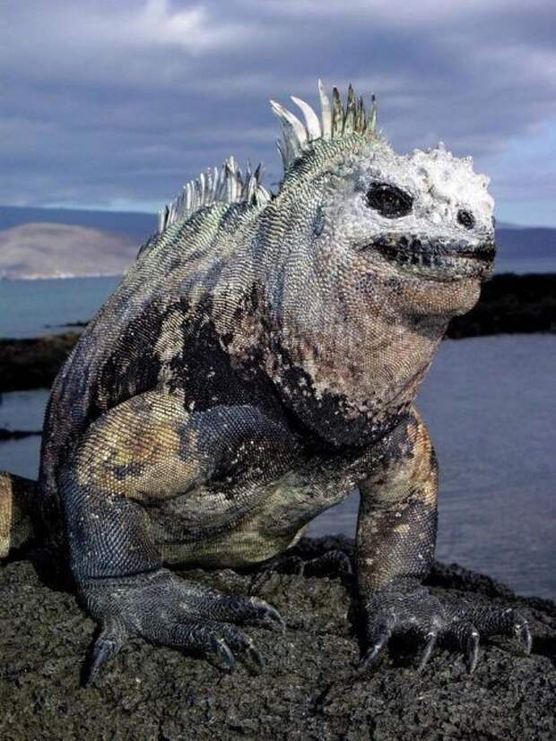 Морская игуана.