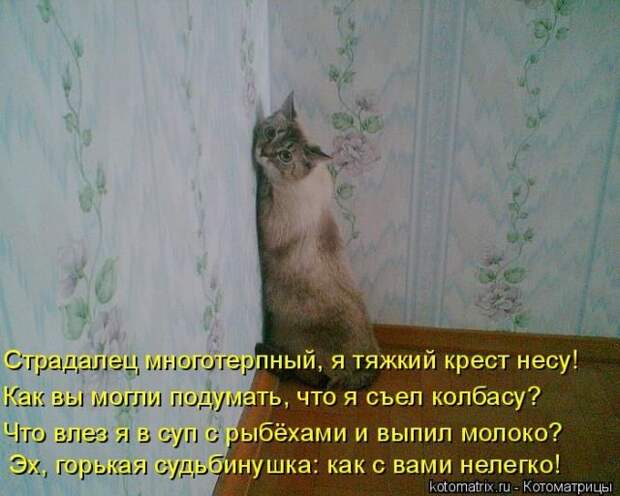 Лучшие котоматрицы недели (50 фото)