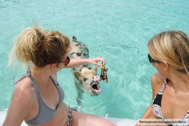 Плавающие свиньи на Багамах