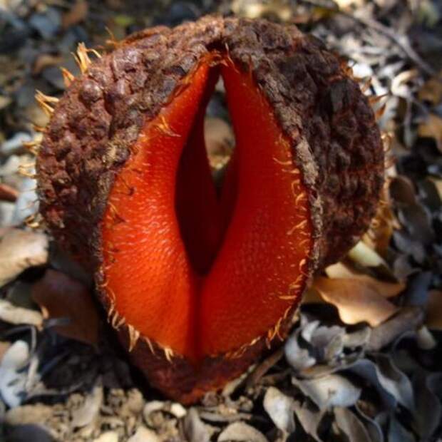 Hydnora africana minwater061011ah2