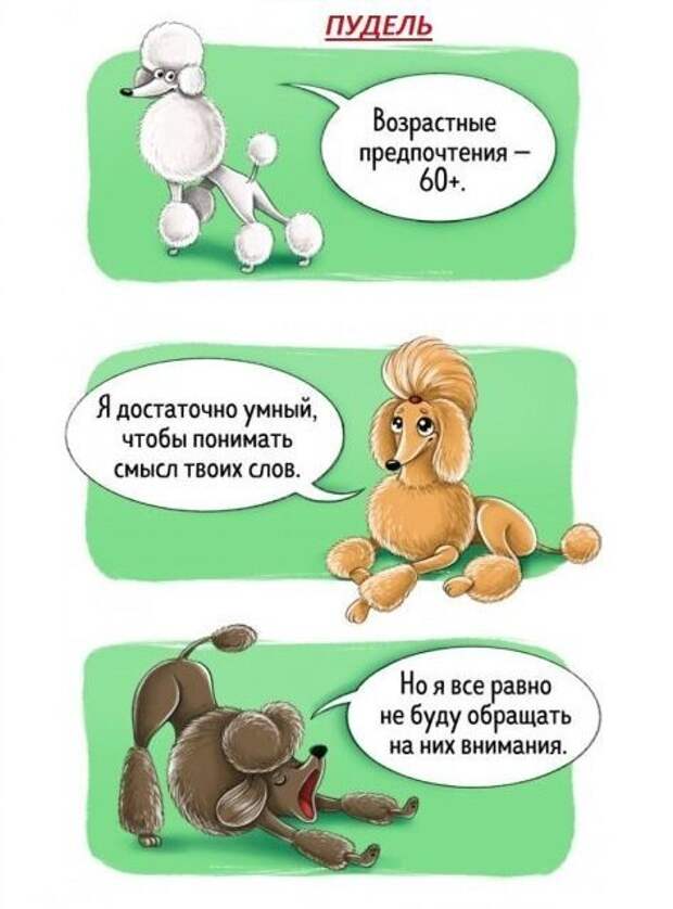 Весёлый гид по породам собак Породы собак, особенности пород, собаки, юмор