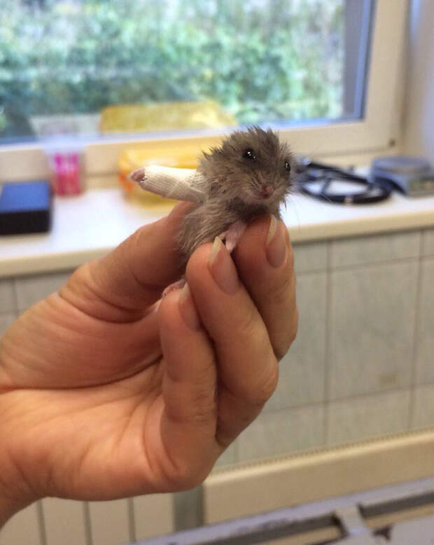 animals-in-tiny-casts-1-5800938ba61b7__605