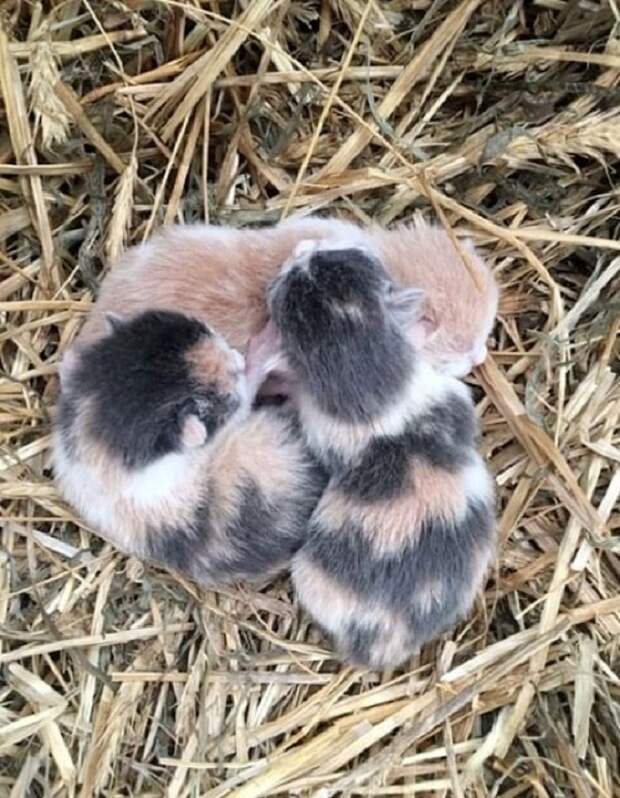 Котята на сене
